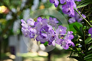 Purple Vanda orchid flower blossom in garden