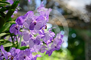 Purple Vanda orchid flower blossom in garden