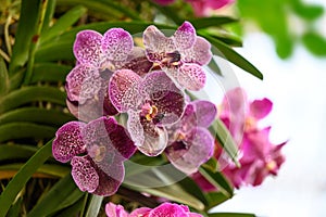 Purple Vanda orchid flower blossom in garden