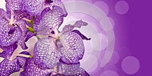 Purple Vanda orchid flower