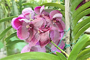 Purple Vanda orchid flowers close up