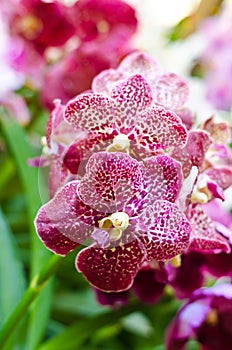 Purple Vanda orchid