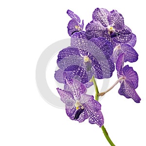 Purple vanda orchid