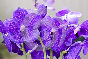 Purple Vanda Orchid