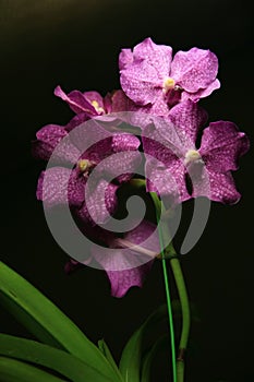 Purple Vanda Orchid