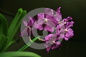Purple Vanda Orchid
