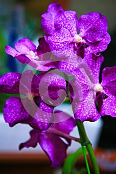 Purple Vanda Orchid