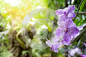 Purple vanda orchids in the garden