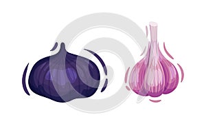 Purple Vegetable with Garlic and Onion Bulb Vector Set