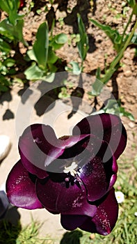 Purple velvety petals of a blooming tulip