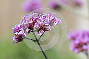 Purple Verbana Bonariensis flower at shallow depth background