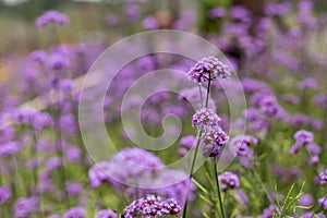 Purple verbena
