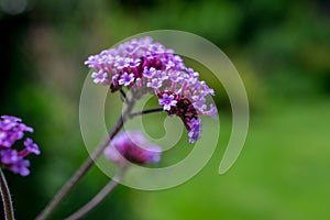 Purple Verbena bonariensis flower purpletop, clustertop, or argentinian vervain and tall or pretty verbena