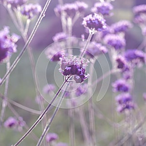 Purple Verbena bonariensis flower purpletop vervain photo