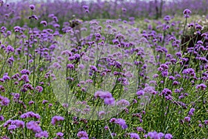 Purple verbena field
