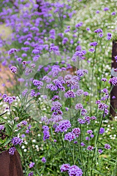 Purple verbena field