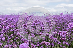 Purple verbena field in soft fogus