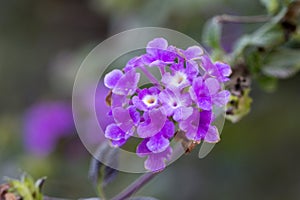 Purple verbena flower