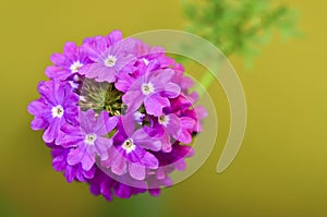 Purple verbena flower