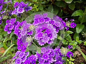 Purple verbena flower, buds and leaves