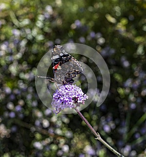 Purple verbena flower with a Red Admiral butterfly