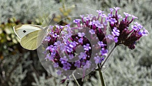 Purple verbena flower with small white butterfly