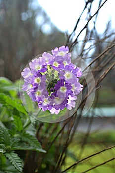 Purple Verbena flower or vervain is genus in the family Verbenaceae photo