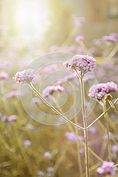 Purple Verbena flowers background. Nature concept with empty copy space