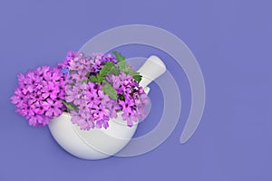 Purple Verbena Flowers for Herbal Medicine