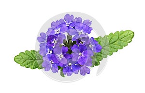 Purple verbena flowers and leaves