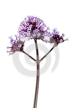 Purple Verbena officinalis flowers photo