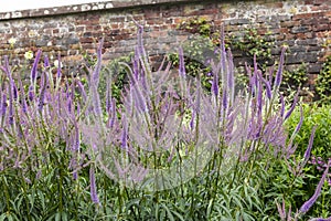 Purple Veronica Spicata established flowering plants in herbaceous border.