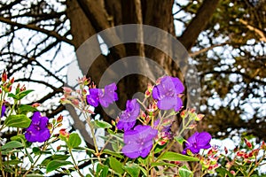 Purple Vibrant flowers standing in front of a blurred tree