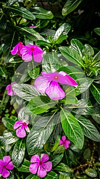 The Purple Vinca flower, also known in Indonesia as the tapak dara flower, is blooming with flower buds and green leaves.