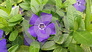 A Purple Vinca Flower Macro