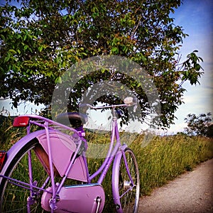 Purple vintage bike offroad