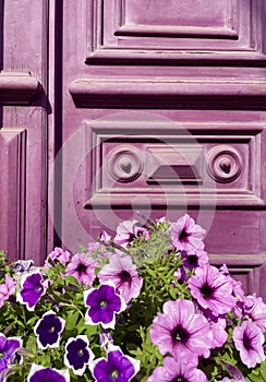 Purple vintage wooden door background with petunia flowers in front