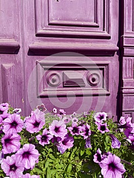 Purple vintage wooden door background with petunia flowers in front