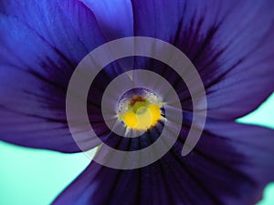 Purple viola flower stamen closeup