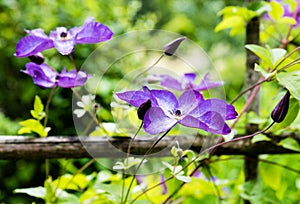 Purple viola flowers in a botanical garden in Brussels