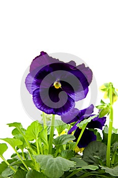 Purple viola flowers in closeup