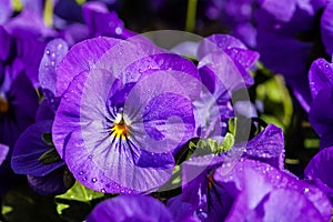 Purple Viola Flowers with Dew