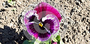 Purple Viola tricolor flower photo