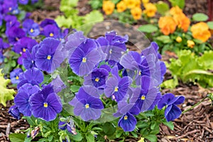 Purple violas bloom in a garden