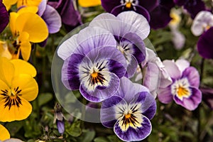 Purple Violas photo