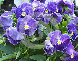 Purple Violas Or Pansies In Bloom photo