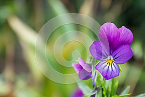 Purple violet with buds blooms on a sunny meadow. flower closeup	Gardening, plantations and farms.