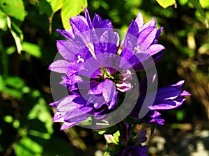 Purple violet campanulate flowers sun lighted closeup