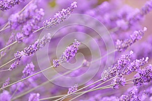 Purple violet color lavender