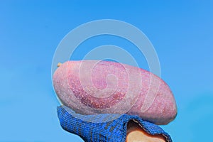 The purple, violet, color of mango species, fruit on the hand with the blue sky background